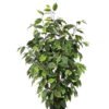 Artificial Tree 90cm Anti-UV Ficus Tree*3 /528lvs GS-66021089-UV Tree&Plant YeahFlower is one of Chinese leading OEM manufacturers and exporters , supplying the silk flowers, wholesale artificial trees