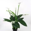 Artificial Tree 50*60*98cm Calla in PE pot w/15lvs/3flowers GS-35321004P0P4 Tree&Plant YeahFlower is one of Chinese leading OEM manufacturers and exporters , supplying the silk flowers, wholesale artificial trees