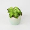 Artificial succulent 11*11*12cm Succulent in ceramic pot GS-51721122 Succulent YeahFlower is one of Chinese leading OEM manufacturers and exporters , supplying the silk flowers, wholesale artificial trees