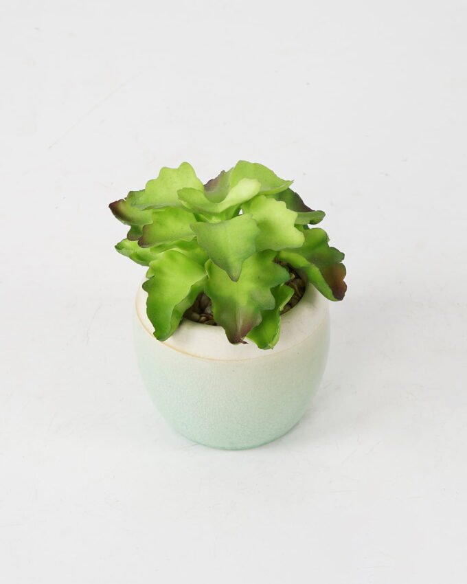 Artificial succulent 11*11*12cm Succulent in ceramic pot GS-51721122 Succulent YeahFlower is one of Chinese leading OEM manufacturers and exporters , supplying the silk flowers, wholesale artificial trees