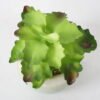 Artificial succulent 11*11*12cm Succulent in ceramic pot GS-51721122 Succulent YeahFlower is one of Chinese leading OEM manufacturers and exporters , supplying the silk flowers, wholesale artificial trees
