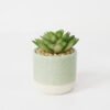 Artificial succulent 9*9*11cm Succulent in ceramic pot GS-51721124 Succulent YeahFlower is one of Chinese leading OEM manufacturers and exporters , supplying the silk flowers, wholesale artificial trees