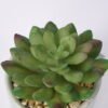 Artificial succulent 9*9*11cm Succulent in ceramic pot GS-51721124 Succulent YeahFlower is one of Chinese leading OEM manufacturers and exporters , supplying the silk flowers, wholesale artificial trees