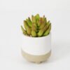 Artificial succulent 8*8*12cm Succulent in ceramic pot GS-51721125 Succulent YeahFlower is one of Chinese leading OEM manufacturers and exporters , supplying the silk flowers, wholesale artificial trees