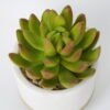 Artificial succulent 8*8*12cm Succulent in ceramic pot GS-51721125 Succulent YeahFlower is one of Chinese leading OEM manufacturers and exporters , supplying the silk flowers, wholesale artificial trees