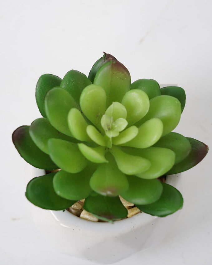 Artificial succulent 7*7*9cm Succulent in ceramic pot GS-51721128 Succulent YeahFlower is one of Chinese leading OEM manufacturers and exporters , supplying the silk flowers, wholesale artificial trees