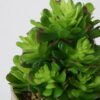 Artificial succulent 10*10*22cm Succulent in ceramic pot GS-51721131 Succulent YeahFlower is one of Chinese leading OEM manufacturers and exporters , supplying the silk flowers, wholesale artificial trees