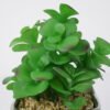 Artificial succulent 14*14*21cm Succulent in ceramic pot GS-51721133 Succulent YeahFlower is one of Chinese leading OEM manufacturers and exporters , supplying the silk flowers, wholesale artificial trees