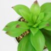 Artificial succulent 17*17*20cm Succulent in ceramic pot GS-51721134 Succulent YeahFlower is one of Chinese leading OEM manufacturers and exporters , supplying the silk flowers, wholesale artificial trees