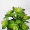 Artificial succulent 13*13*18cm Succulent in pe pot GS-51721115 Succulent YeahFlower is one of Chinese leading OEM manufacturers and exporters , supplying the silk flowers, wholesale artificial trees
