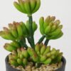 Artificial succulent 12*11*17cm Succulent in pe pot GS-51721116 Succulent YeahFlower is one of Chinese leading OEM manufacturers and exporters , supplying the silk flowers, wholesale artificial trees