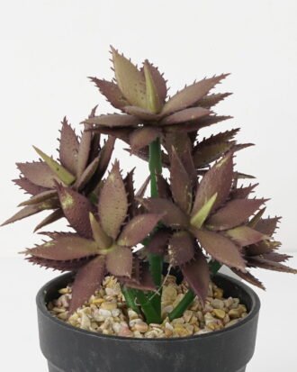 Artificial succulent 12*12*18cm Succulent in pe pot GS-51721117 Succulent YeahFlower is one of Chinese leading OEM manufacturers and exporters , supplying the silk flowers, wholesale artificial trees