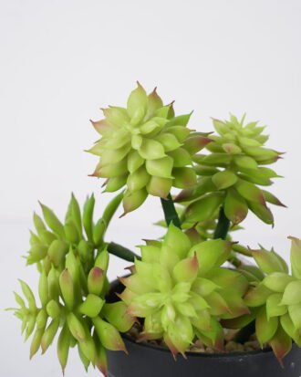 Artificial Tree H:150CM Potted banana tree *2/lvs15 GS-59521035 Tree&Plant YeahFlower is one of Chinese leading OEM manufacturers and exporters , supplying the silk flowers, wholesale artificial trees