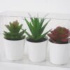 Artificial succulent Succulent plant pp pot in pvc box GS-05521193_1 Artificial succulent 18*6*12cm Succulent plant pp pot in pvc box GS-05521193 Succulent YeahFlower is one of Chinese leading OEM manufacturers and exporters , supplying the silk flowers, wholesale artificial trees