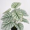 Artificial Plant Aladium bicolor potted,47*47*60cm, 12 lvs GS-03321177 Potted Flowers&Plants YeahFlower is one of Chinese leading OEM manufacturers and exporters , supplying the silk flowers, wholesale artificial trees