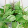 Artificial Plant 22*52cm Anthurium Leaves in melamine pot GS-47121004 Banners&Garlands YeahFlower is one of Chinese leading OEM manufacturers and exporters , supplying the silk flowers, wholesale artificial trees