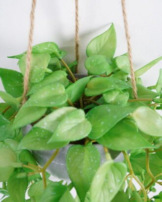 Artificial Plant 22*52cm Anthurium Leaves in melamine pot GS-47121004 Banners&Garlands YeahFlower is one of Chinese leading OEM manufacturers and exporters , supplying the silk flowers, wholesale artificial trees