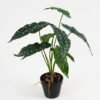 Artificial Plant 37*37*39cm Begonia in pe pot /9lvs GS-46721006 Potted Flowers&Plants YeahFlower is one of Chinese leading OEM manufacturers and exporters , supplying the silk flowers, wholesale artificial trees