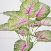Artificial Plant 60*60cm Caladium bicolor Bush*12 GS-66421008 Leaves&Sprays&Foliages YeahFlower is one of Chinese leading OEM manufacturers and exporters , supplying the silk flowers, wholesale artificial trees