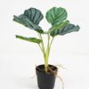 Artificial Plant 35*35*35cm Calathea ornata in pe pot /6lvs GS-46721009 Potted Flowers&Plants YeahFlower is one of Chinese leading OEM manufacturers and exporters , supplying the silk flowers, wholesale artificial trees