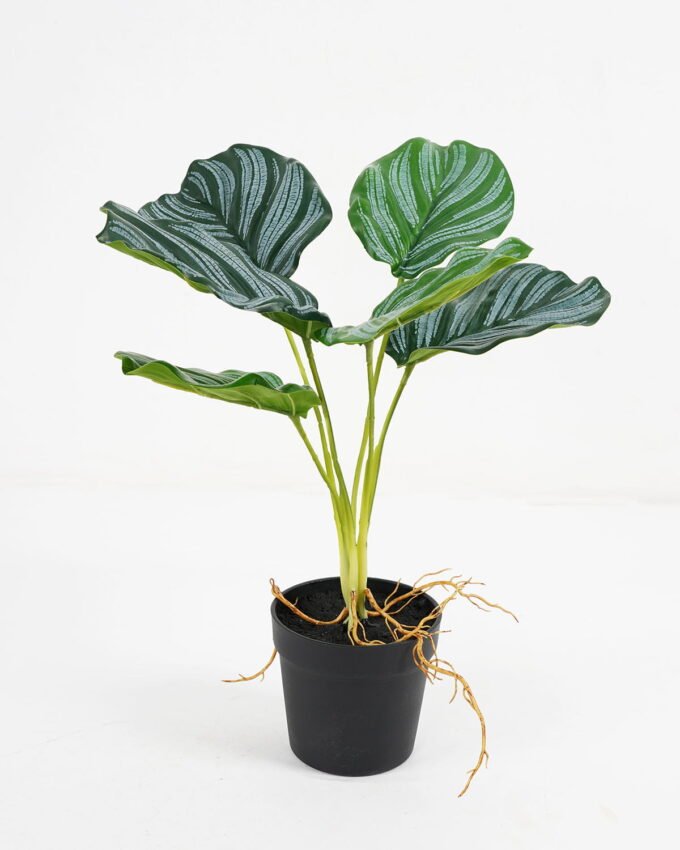 Artificial Plant 35*35*35cm Calathea ornata in pe pot /6lvs GS-46721009 Potted Flowers&Plants YeahFlower is one of Chinese leading OEM manufacturers and exporters , supplying the silk flowers, wholesale artificial trees