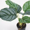 Artificial Plant 35*35*35cm Calathea ornata in pe pot /6lvs GS-46721009 Potted Flowers&Plants YeahFlower is one of Chinese leading OEM manufacturers and exporters , supplying the silk flowers, wholesale artificial trees