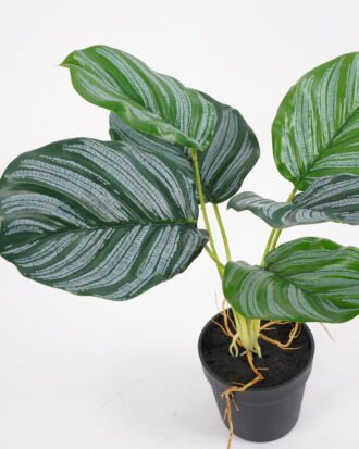 Artificial Plant 35*35*35cm Calathea ornata in pe pot /6lvs GS-46721009 Potted Flowers&Plants YeahFlower is one of Chinese leading OEM manufacturers and exporters , supplying the silk flowers, wholesale artificial trees Artificial Plant 35*35*35cm Calathea ornata in pe pot /6lvs GS-46721009 Potted Flowers&Plants YeahFlower is one of Chinese leading OEM manufacturers and exporters , supplying the silk flowers, wholesale artificial trees