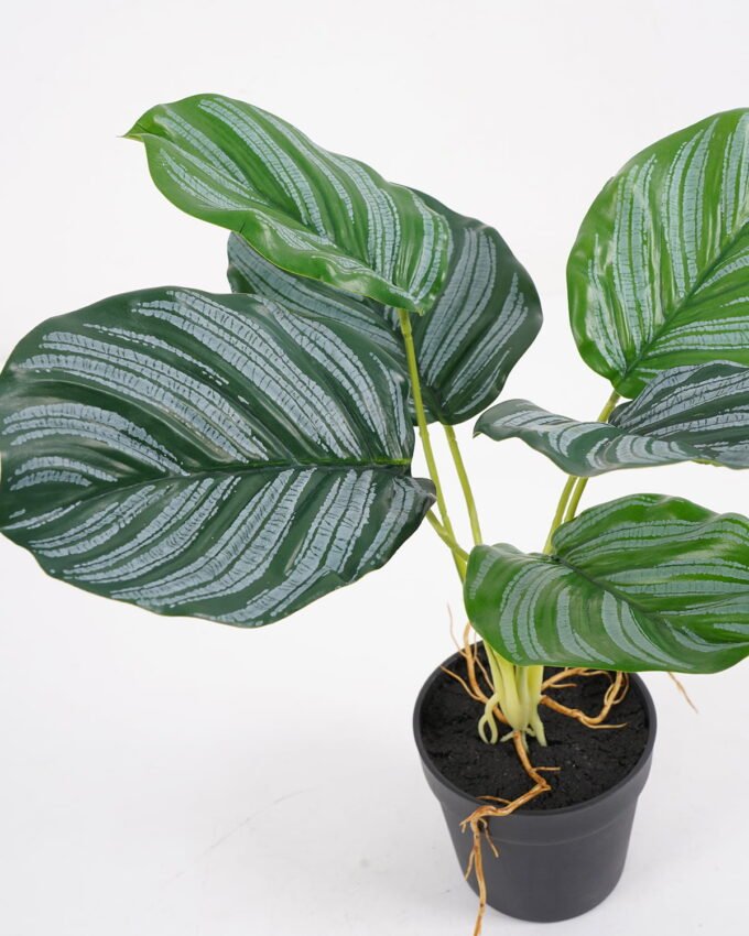 Artificial Plant 35*35*35cm Calathea ornata in pe pot /6lvs GS-46721009 Potted Flowers&Plants YeahFlower is one of Chinese leading OEM manufacturers and exporters , supplying the silk flowers, wholesale artificial trees