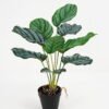 Artificial Plant 39*39*46cm Calathea ornata in pe pot /9lvs GS-46721005 Potted Flowers&Plants YeahFlower is one of Chinese leading OEM manufacturers and exporters , supplying the silk flowers, wholesale artificial trees