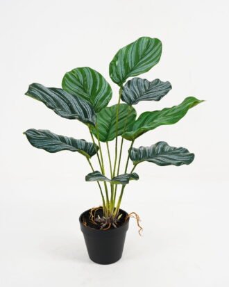 Artificial Plant 39*39*46cm Calathea ornata in pe pot /9lvs GS-46721005 Potted Flowers&Plants YeahFlower is one of Chinese leading OEM manufacturers and exporters , supplying the silk flowers, wholesale artificial trees