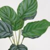 Artificial Plant 39*39*46cm Calathea ornata in pe pot /9lvs GS-46721005 Potted Flowers&Plants YeahFlower is one of Chinese leading OEM manufacturers and exporters , supplying the silk flowers, wholesale artificial trees