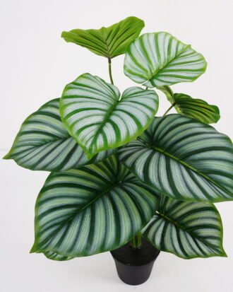 Artificial Plant Calathea potted,47*47*60cm, 12 lvs GS-03321180 Potted Flowers&Plants YeahFlower is one of Chinese leading OEM manufacturers and exporters , supplying the silk flowers, wholesale artificial trees