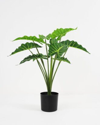 Artificial Plant 59*59*51cm Fairy taro Leaves in pp pot GS-59521080 Potted Flowers&Plants YeahFlower is one of Chinese leading OEM manufacturers and exporters , supplying the silk flowers, wholesale artificial trees Artificial Plant 59*59*51cm Fairy taro Leaves in pp pot GS-59521080 Potted Flowers&Plants YeahFlower is one of Chinese leading OEM manufacturers and exporters , supplying the silk flowers, wholesale artificial trees