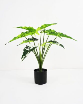 Artificial Plant 60*53*50cm Fairy taro Leaves in pp pot GS-59521081 Potted Flowers&Plants YeahFlower is one of Chinese leading OEM manufacturers and exporters , supplying the silk flowers, wholesale artificial trees Artificial Plant 60*53*50cm Fairy taro Leaves in pp pot GS-59521081 Potted Flowers&Plants YeahFlower is one of Chinese leading OEM manufacturers and exporters , supplying the silk flowers, wholesale artificial trees