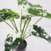 Artificial Plant 60*53*50cm Fairy taro Leaves in pp pot GS-59521081 Potted Flowers&Plants YeahFlower is one of Chinese leading OEM manufacturers and exporters , supplying the silk flowers, wholesale artificial trees