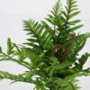 Artificial Plant 43*40cm Fern Bush*13 GS-57621004 Flowers Bush YeahFlower is one of Chinese leading OEM manufacturers and exporters , supplying the silk flowers, wholesale artificial trees