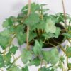 Artificial Plant 22*50cm Geranium in melamine pot GS-47121005 Banners&Garlands YeahFlower is one of Chinese leading OEM manufacturers and exporters , supplying the silk flowers, wholesale artificial trees