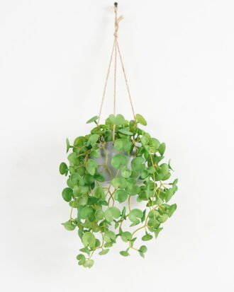 Artificial Plant 20*50cm Hydrocotyle Leaves in melamine pot GS-47121002 Banners&Garlands YeahFlower is one of Chinese leading OEM manufacturers and exporters , supplying the silk flowers, wholesale artificial trees