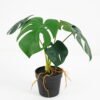 Artificial Plant Monstera in pe pot 6lvs GS-46721010 Artificial Plant 33*33*28cm Monstera in pe pot /6lvs GS-46721010 Potted Flowers&Plants YeahFlower is one of Chinese leading OEM manufacturers and exporters , supplying the silk flowers, wholesale artificial trees