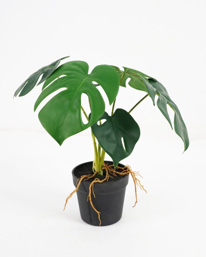 Artificial Plant Monstera in pe pot 6lvs GS-46721010 Artificial Plant 33*33*28cm Monstera in pe pot /6lvs GS-46721010 Potted Flowers&Plants YeahFlower is one of Chinese leading OEM manufacturers and exporters , supplying the silk flowers, wholesale artificial trees