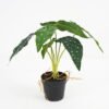 Artificial Plant Monstera in pe pot 6lvs GS-46721010_2 Artificial Plant 33*33*28cm Monstera in pe pot /6lvs GS-46721010 Potted Flowers&Plants YeahFlower is one of Chinese leading OEM manufacturers and exporters , supplying the silk flowers, wholesale artificial trees
