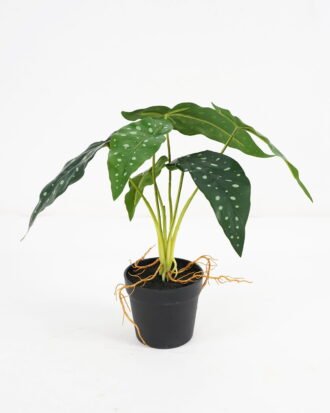Artificial Plant 33*33*28cm Monstera in pe pot /6lvs GS-46721010 Potted Flowers&Plants YeahFlower is one of Chinese leading OEM manufacturers and exporters , supplying the silk flowers, wholesale artificial trees Artificial Plant 33*33*28cm Monstera in pe pot /6lvs GS-46721010 Potted Flowers&Plants YeahFlower is one of Chinese leading OEM manufacturers and exporters , supplying the silk flowers, wholesale artificial trees