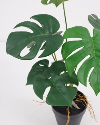 Artificial Plant 32*32*39cm Monstera in pe pot /9lvs GS-46721007 Potted Flowers&Plants YeahFlower is one of Chinese leading OEM manufacturers and exporters , supplying the silk flowers, wholesale artificial trees Artificial Plant 32*32*39cm Monstera in pe pot /9lvs GS-46721007 Potted Flowers&Plants YeahFlower is one of Chinese leading OEM manufacturers and exporters , supplying the silk flowers, wholesale artificial trees