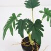 Artificial Plant Philodendron selloum in pe pot 6lvs GS-46721012_1 Artificial Plant 25*25*30cm Philodendron selloum in pe pot /6lvs GS-46721012 Potted Flowers&Plants YeahFlower is one of Chinese leading OEM manufacturers and exporters , supplying the silk flowers, wholesale artificial trees