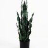 Artificial Plant 26*26*67cm Sansevieria in pp pot/21LVS GS-46721001 Potted Flowers&Plants YeahFlower is one of Chinese leading OEM manufacturers and exporters , supplying the silk flowers, wholesale artificial trees