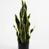 Artificial Plant 28*28*67cm Sansevieria in pp pot/21LVS GS-46721002 Potted Flowers&Plants YeahFlower is one of Chinese leading OEM manufacturers and exporters , supplying the silk flowers, wholesale artificial trees