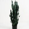 Artificial Plant Sansevieria in pp pot 21LVS GS-46721003 Artificial Plant 31*31*79cm Sansevieria in pp pot/21LVS GS-46721003 Potted Flowers&Plants YeahFlower is one of Chinese leading OEM manufacturers and exporters , supplying the silk flowers, wholesale artificial trees