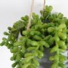 Artificial Plant 16*55cm Succulent in melamine pot GS-47121001 Banners&Garlands YeahFlower is one of Chinese leading OEM manufacturers and exporters , supplying the silk flowers, wholesale artificial trees