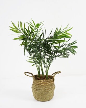 Artificial Plant 36*33*50cm kwai tree in pp pot GS-59521086 Potted Flowers&Plants YeahFlower is one of Chinese leading OEM manufacturers and exporters , supplying the silk flowers, wholesale artificial trees Artificial Plant 36*33*50cm kwai tree in pp pot GS-59521086 Potted Flowers&Plants YeahFlower is one of Chinese leading OEM manufacturers and exporters , supplying the silk flowers, wholesale artificial trees