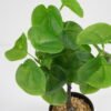 Artificial Plant 20*18*33cm small copper leaf in pe pot GS-59521085 Potted Flowers&Plants YeahFlower is one of Chinese leading OEM manufacturers and exporters , supplying the silk flowers, wholesale artificial trees